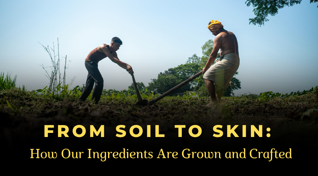 From Soil to Skin: How Our Ingredients Are Grown and Crafted