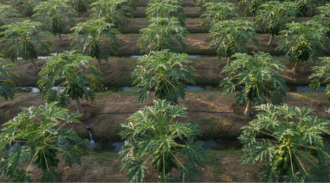 Benefits of Papaya in Skincare: Why Organic Papaya Matters More